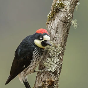 Acorn Woodpecker (Melanerpes formicivorus), Costa Rica