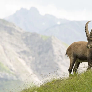 Alpine ibex (Capra ibex) standing in front of alpine view, Austria
