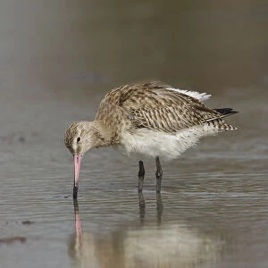 Bar-tailed Godwit (Limosa lapponica) foraging, Gambia