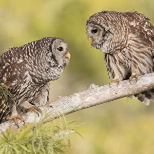 Barred Owl (Strix varia) pair, Florida, USA