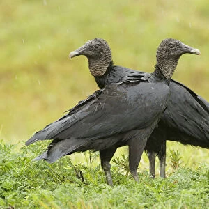 Black Vulture (Coragyps atratus), Florida, USA