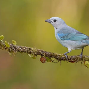 Blue-grey Tanager (Thraupis episcopus) perched on a branch, Alajuela, Costa Rica