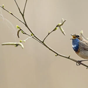 Bluethroat (Luscinia svecica cyanecula) male singing from branch, The Netherlands