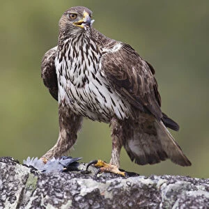 Bonellis Eagle (Aquila fasciata) female, Portugal