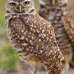 Burrowing Owl (Athene cunicularia), Florida, USA