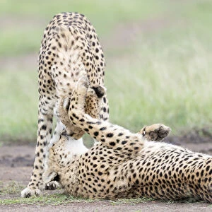Two Cheetah (Acinonix jubatus) playing, Msai Mara National Reserve, Kenya