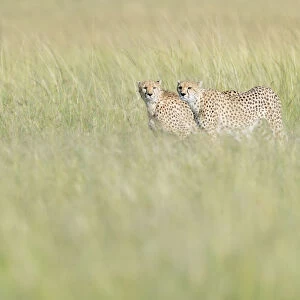 Two Cheetahs (Acinonix jubatus) on the lookout in high grass