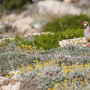 Chukar Partridge (Alectoris chukar), Cyprus