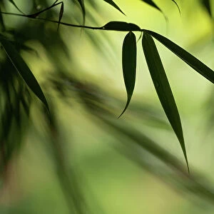 Close up of bamboo leaf, The Netherlands