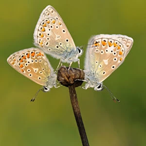 Common Blue (Polyommatus icarus) butterflies sunning, Noord-Holland, The Netherlands