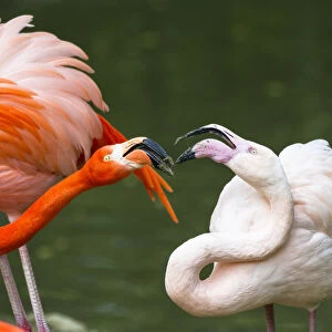 Greater Flamingo (Phoenicopterus ruber) pair fighting, native to Europe and Africa