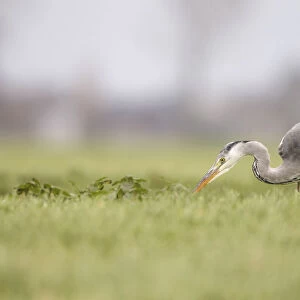 Grey Heron (Ardea cinerea) adult foraging in grassland, Ameide, Zuid-Holland, The Netherlands