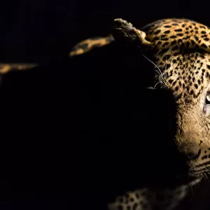 Leopard (Panthera pardus) portrait, Kruger National Park, Mpumalanga, South-Africa