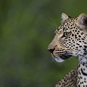 Leopard (Panthera pardus) portrait, Sabi Sands GR, Mpumalanga, South Africa