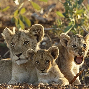 Lion (Panthera leo) cubs, South Africa, Mpumalanga, Kruger National Park