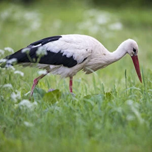 White stork (Ciconia ciconia) feeding on insects in meadow, Tartu region, Estonia