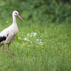 White stork (Ciconia ciconia) in meadow, Tartu region, Estonia, Tartu region, Estonia