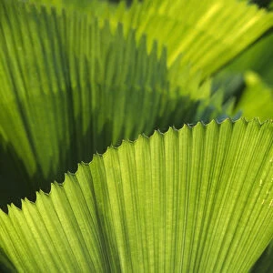 leaf, palm, fan palm