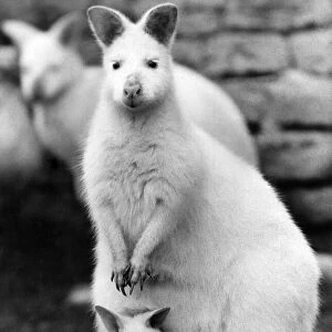 Animals: These Albino Wallabies from Australia are among the very rare animals left in