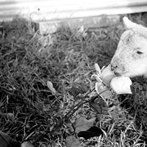 Animals - Flowers - Spring - Cute: Youngs lambs. December 1974 74-7623-010