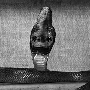 A Baby Cobra snake. September 1953