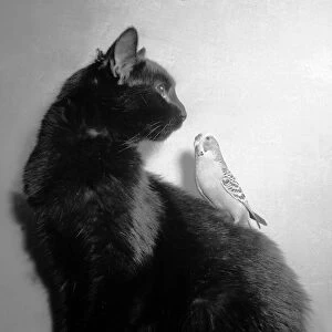 Birds Budgies January 1955 Sooty the black cat with Jimmy the Budgie sitting on his