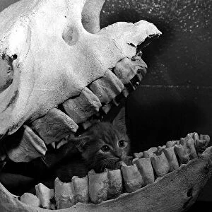Cat kitten called Ten sing sitting in skull of rhino Belle Vue Zoo Manchester