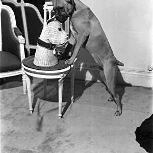 Fashions- Dior & Schiaparelli. Dog stands up to inspect this curious dog style accessory
