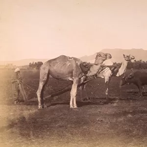 Farmers guiding plows pulled by cows and camels