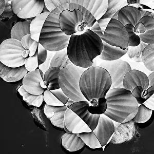 Abstract of heart shape over aquatic plants
