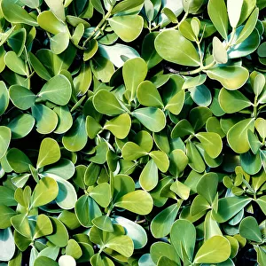 Close up of Clusia hedge