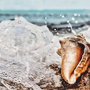 Conch by water