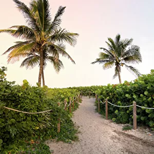 Florida, South Florida, Delray Beach, pathway and tropical palm trees