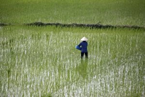 In the rice fields near Hanoi, Vietnam