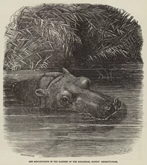 The Hippopotamus in the Gardens of the Zoological Society, Regent s-Park (engraving)